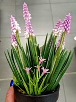 Künstliche Muscari Pflanze 20 cm im Topf Blau/Rosa