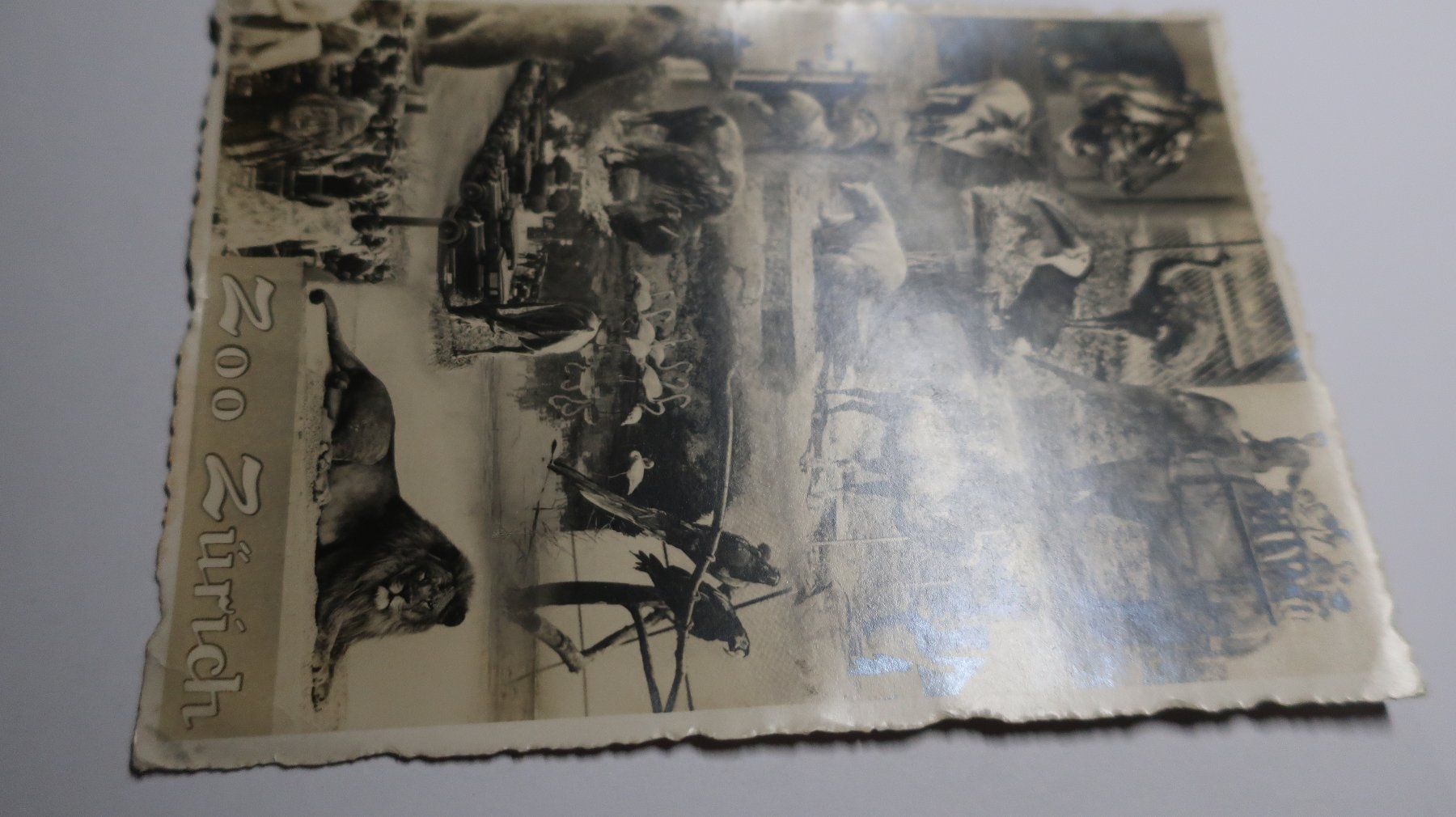 Cartoline postali: Zoo Zürich  1930 – Usato da Cormoret venduto da Pascalll2001 1