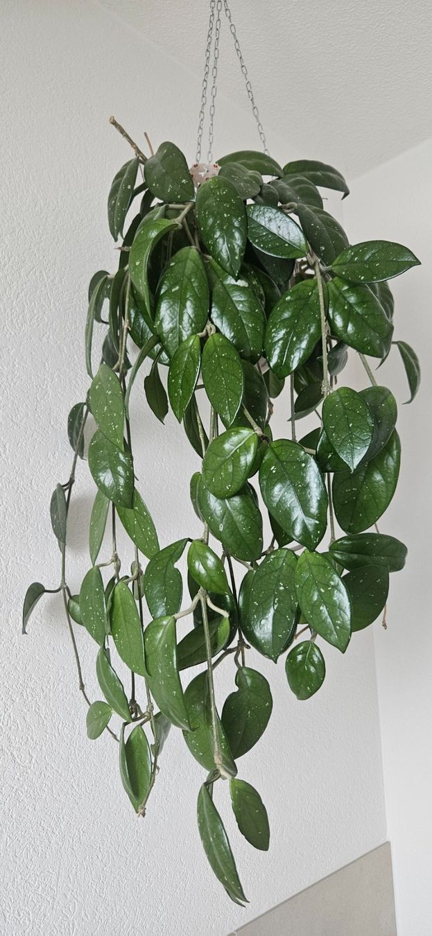 Pflanzen & Samen: Hoya Pflanze – Gebraucht aus Volketswil von lullu64