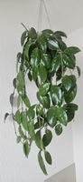 Hoya Pflanze