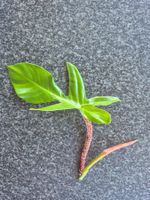 Philodendron Squamiferum Kopfsteckling