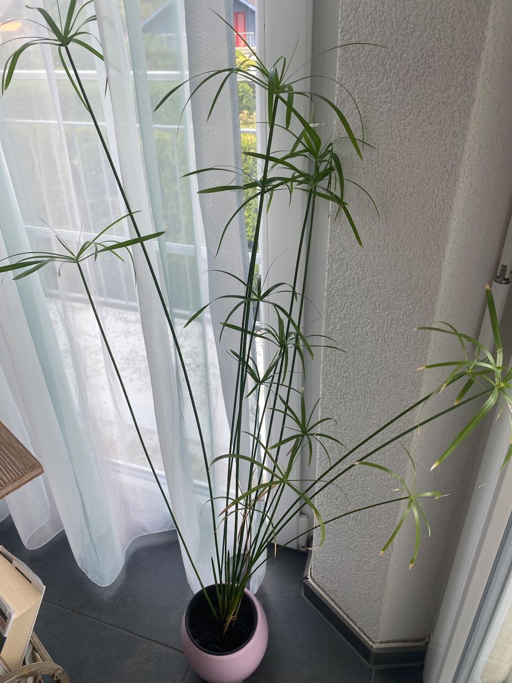 Plantes & graines: Papyrus mit Topf – D'occasion à Höfen b. Thun par Leonie2112