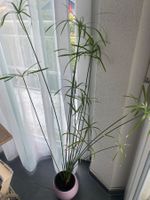 Papyrus mit Topf