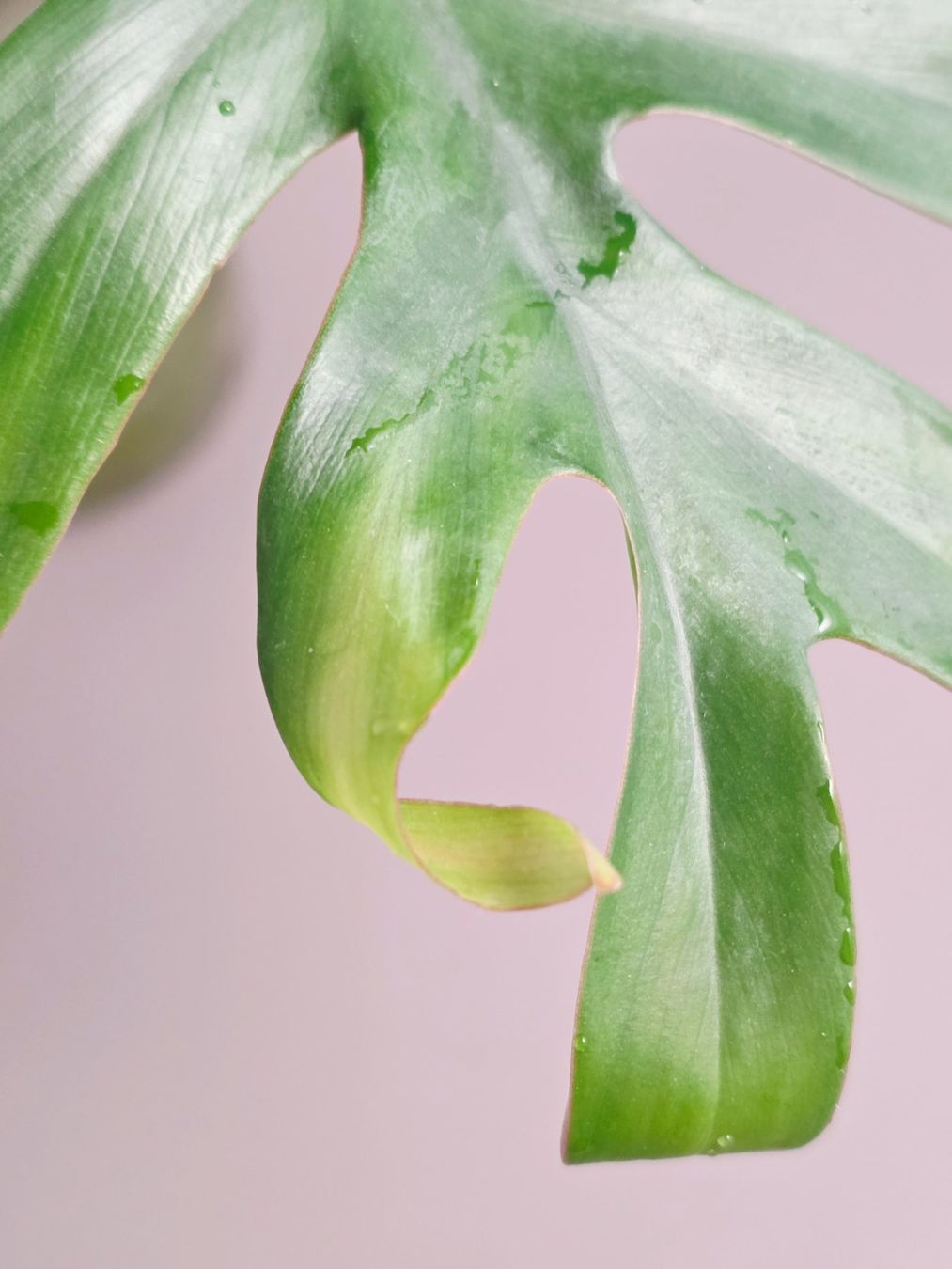Piante & sementi: Philodendron mayoi Steckling – Nuovo (secondo la descrizione) da Gerolfingen venduto da Azora 2