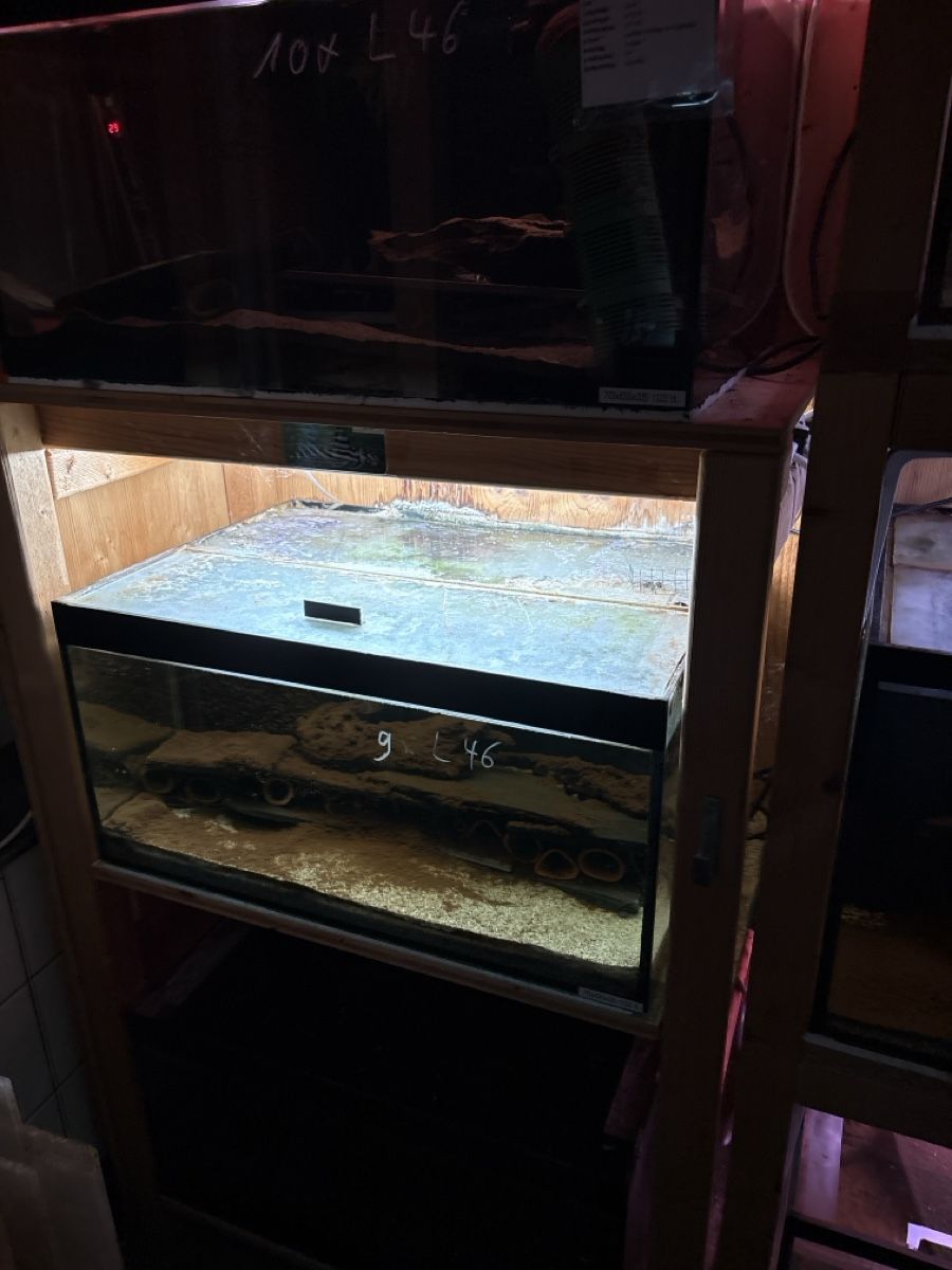 Aquarium: Aquarium Zuchtregal – Gebraucht aus Gais von Marcogais 1