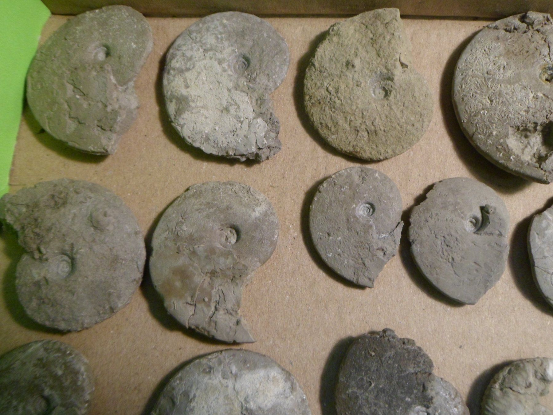 Fossili: Fossilien Sammlung Schweiz – Usato da Affoltern am Albis venduto da Fossil60 2