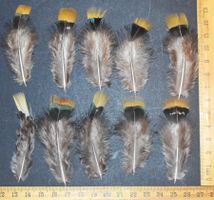 Deko Federn 238– 10 bis 15 cm – 10 Stück