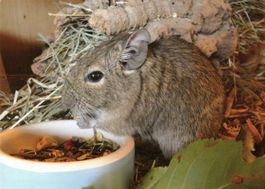 Postkarte mit Degu für Tierfreunde