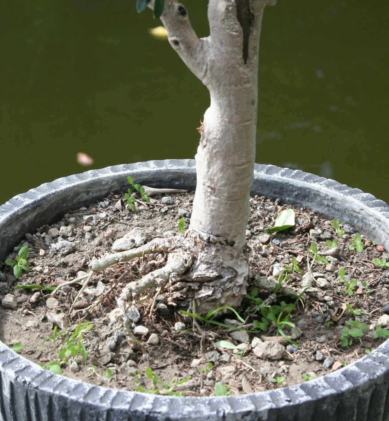 Piante & sementi: BONSAI  -  Olive – Usato da Gretzenbach venduto da Sikim 2