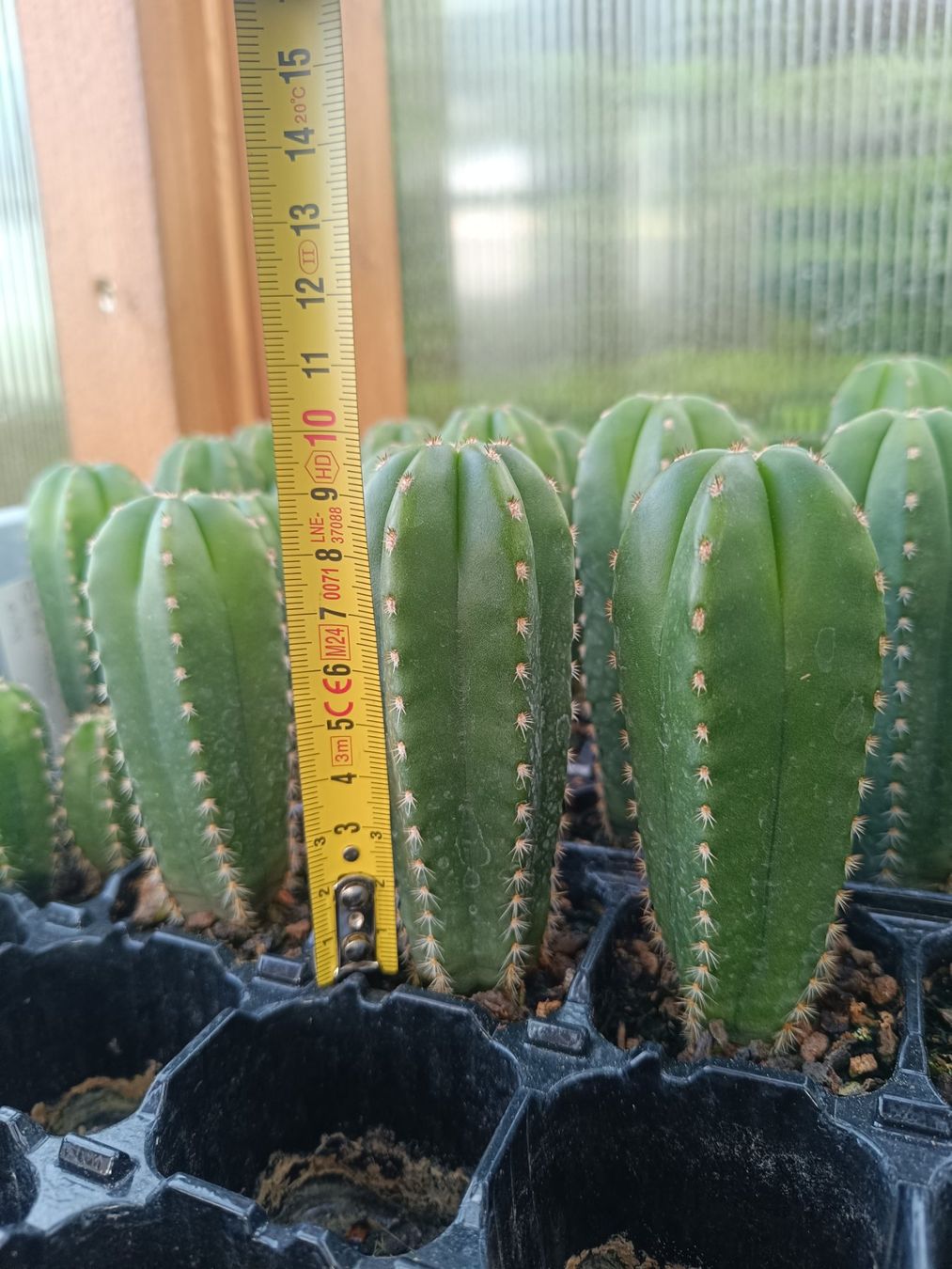 Piante & sementi: Trichocereus scopulicola SAN PEDRO – Nuovo (secondo la descrizione) da Pâquier-Montbarry venduto da chr_7dmj 2