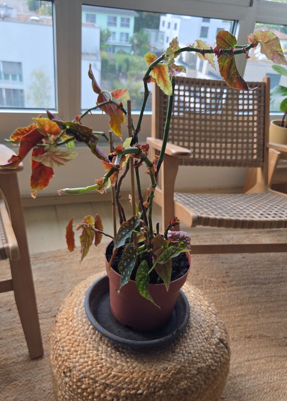 Plantes & graines: Forellenbegonie (ca. 40cm) – D'occasion à Zürich par wile_coyote 1