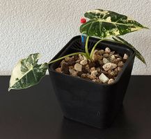 Alocasia Frydek Variegata, Ableger, 20cm
