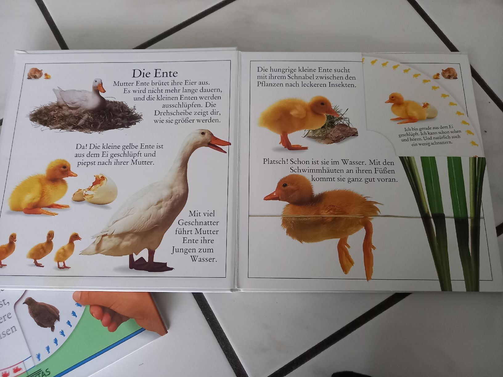 Libri: Drehscheibe  Tiere Buch – Usato da Lengnau BE venduto da nic_ybc5 2