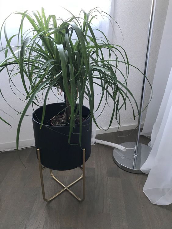 Blumentopf hoch schwarz gold Kaufen auf Ricardo
