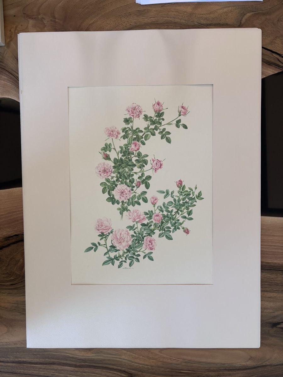 Dipinti: Kunstdrucke Botanische Rosen – Usato da Weiach venduto da Larissa130 1