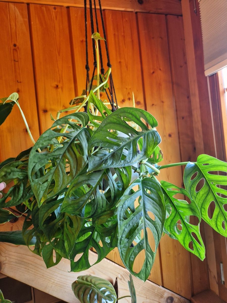 Pflanzen & Samen: Monstera – Gebraucht aus Menziken von Ines.Coelho 3