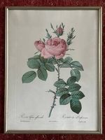 Blumenbilder