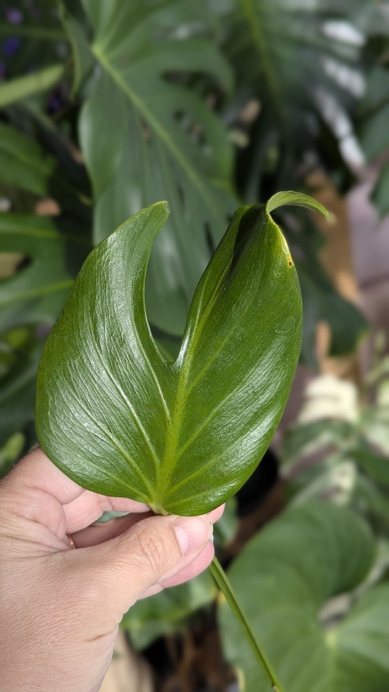 Monstera Burle Marx Flame Stammstecklinge (Neu (gemss Beschreibung)) in  Buchrain fr CHF 35  mit Lieferung auf Ricardo kaufen