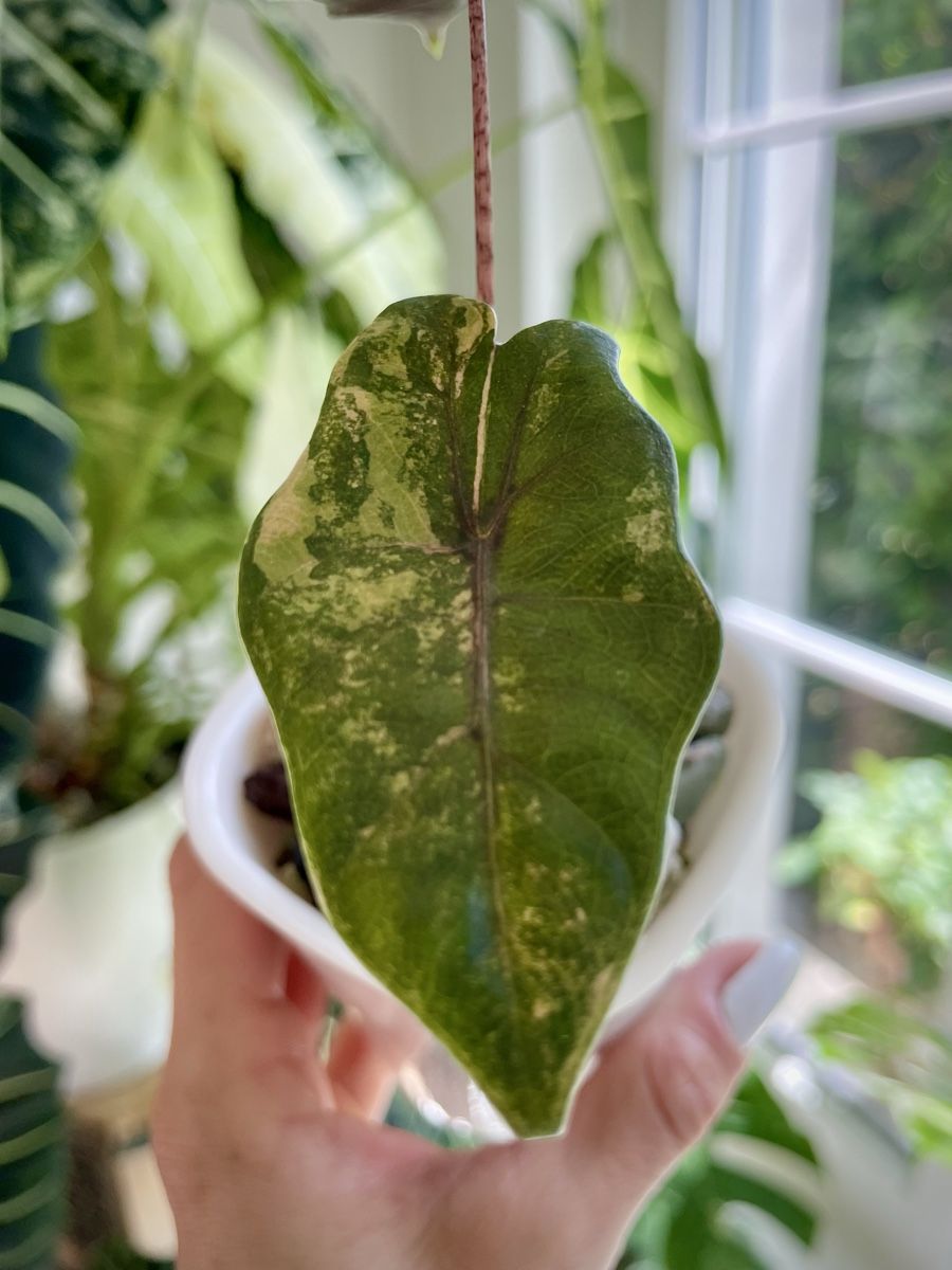 Piante & sementi: Alocasia Pseudo Sanderiana Aurea Variegata – Nuovo (secondo la descrizione) da Watt venduto da anics.plants