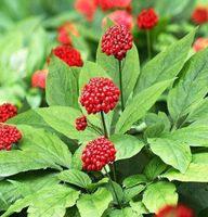 5 Samen PANAX GINSENG -  Koreanischer Ginseng  🌿 5 Graines