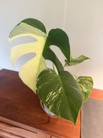 Monstera Jungle Mint - etablierte top Jungpflanze
