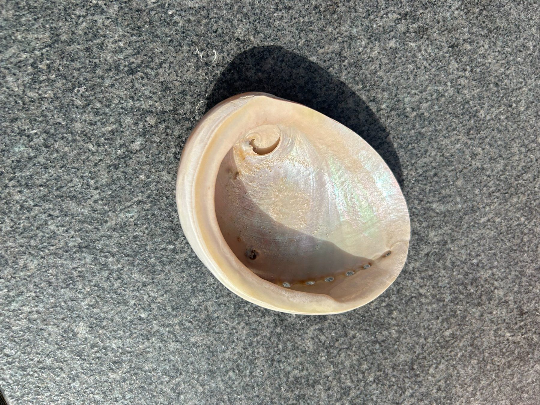 Alle Dekorationen: Abalone Muschel 140mm – Neu (gemäss Beschreibung) aus Giswil von Pearllure 2