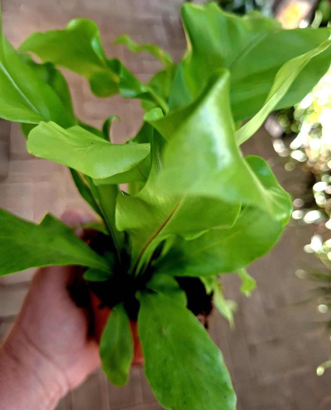 Piante & sementi: Zimmerpflanze: "Asplenium Nidus", H 15 cm – Nuovo e nell'imballaggio originale da Rovio venduto da POSITIFFARTandPLANTS 3