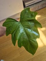 Philodendron radiatum – Bouture