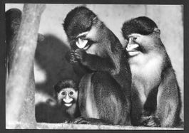 Zoologischer Garten Zürich Blaumaul-Meerkatzen