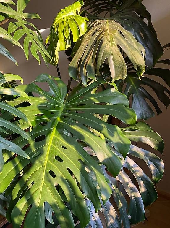 Piante & sementi: Monstera Deliciosa xxl – Usato da Pratteln venduto da Sylvie027 1