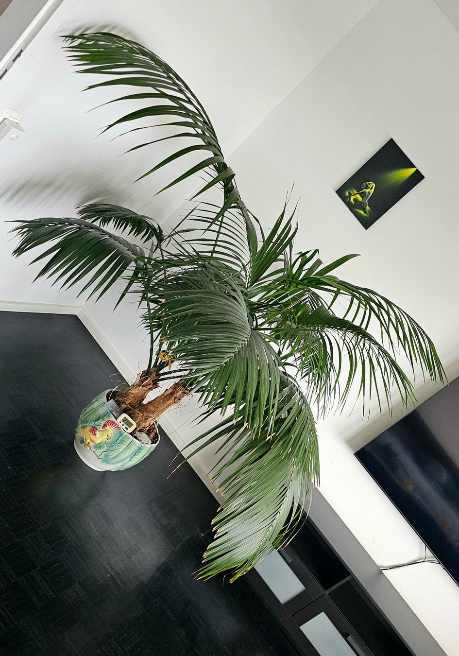 Sehr schne und grosse Kentia Palme, Top Zustand (Gebraucht) in Neuhausen  fr CHF 350  nur Abholung auf Ricardo kaufen