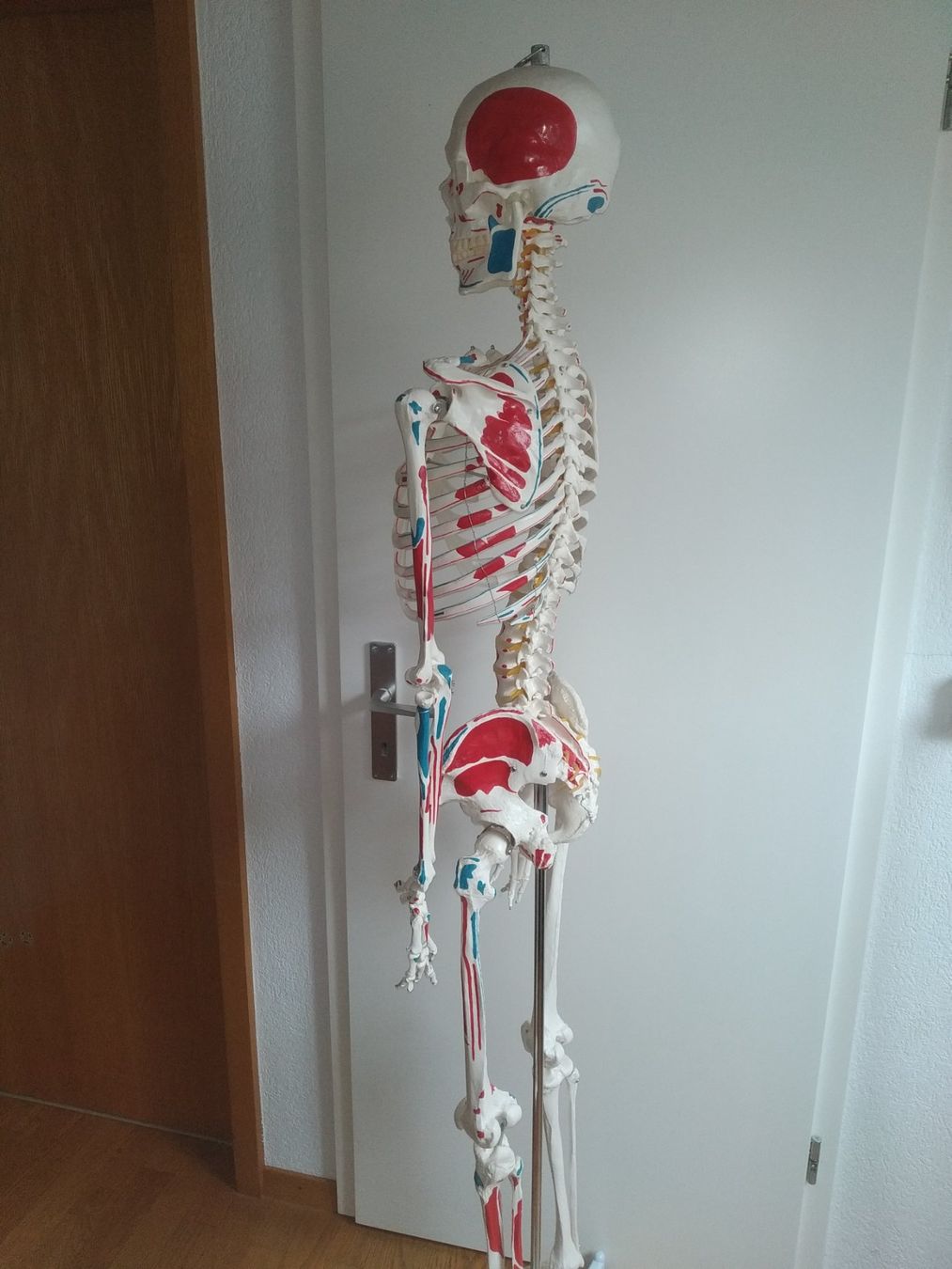 Medizinische Geräte: Squelette Oscar pour anatomie. – Gebraucht aus Nyon von  3