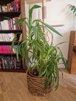 Magnifique yucca avec son cache-pot