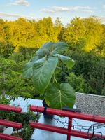 Tamarillo Baumtomate ca. 60 cm mit Blüten