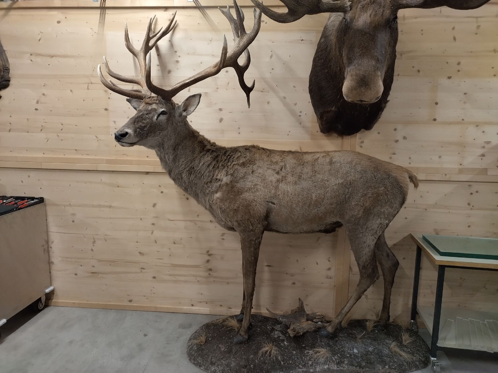 Il mondo degli animali: riesiger Rothirsch Präparat Jagd 22-Ender – Usato da Wettingen venduto da Bwalti