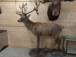 riesiger Rothirsch Präparat Jagd 22-Ender