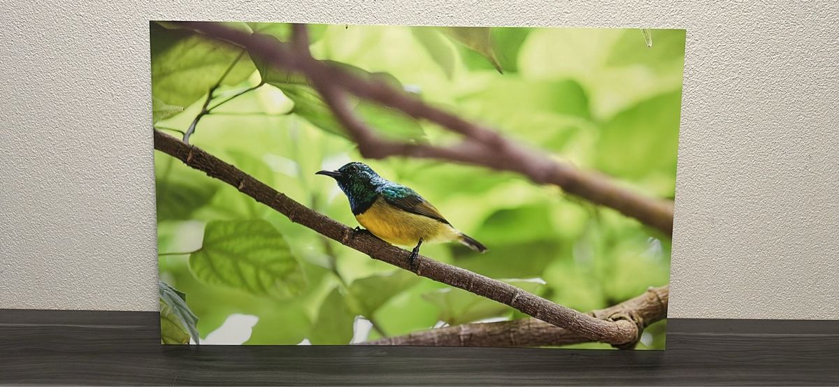 Foto & Immagini: Vogeldruck auf Alu-Dibond – Nuovo e nell'imballaggio originale da Aarburg venduto da Tonija