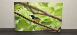 Vogeldruck auf Alu-Dibond