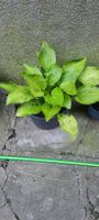 Schöne Hosta-Pflanze im Topf, pflegeleicht, sommerlicher ...