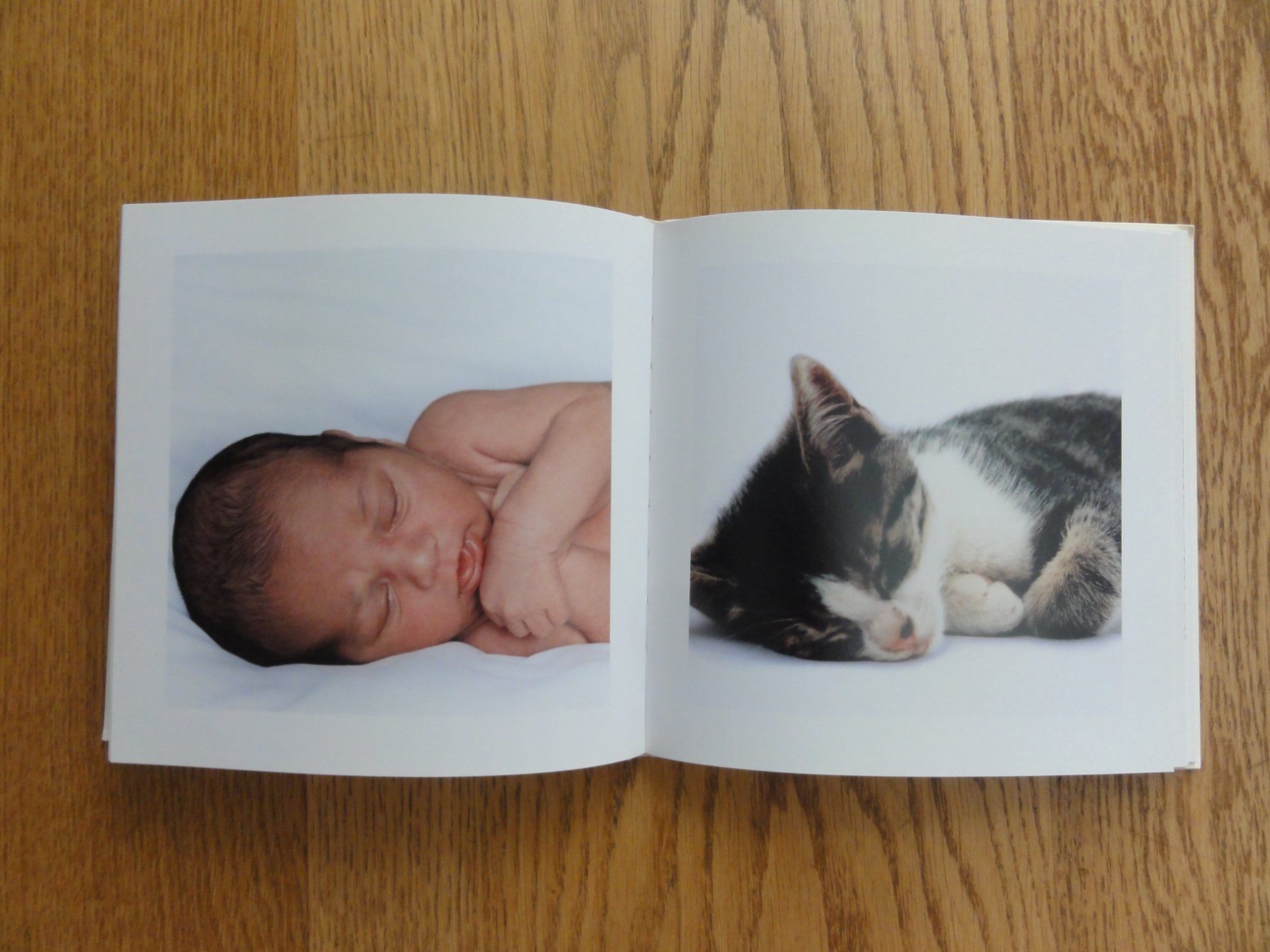 Libri: Kleine Freunde, Fotoband – Usato da Riedholz venduto da Taweva 1