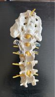 Modello anatomico colonna vertebrale con viti, usato