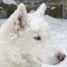 Profile image of wolfbader