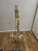 Wirbelsäulenmodell mit Becken, wie neu