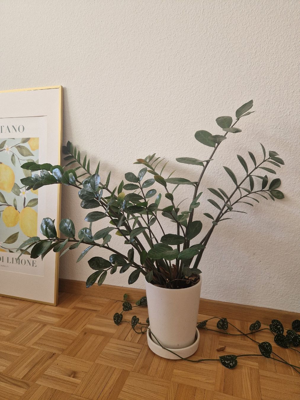 Piante & sementi: Zamioculcas – Usato da Zürich venduto da Shishaculture
