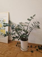 Zamioculcas
