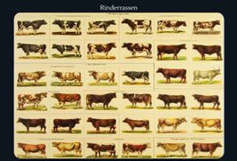 Blechschild-UEBERSICHT RINDERRASSEN