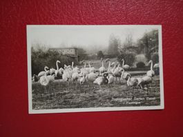 Zoo Basel Flamingos s/w Karte 1941
