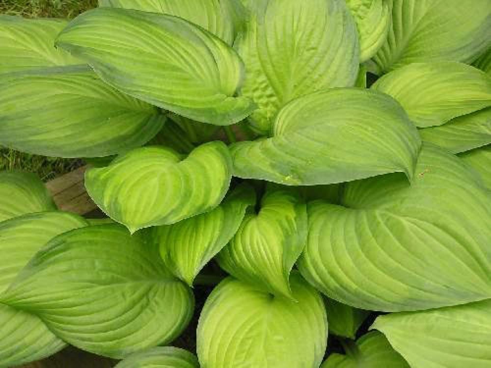 Piante & sementi: Hosta Guacamole 1 PLANT – Nuovo (secondo la descrizione) da Bremblens venduto da FIBONACCI369 3