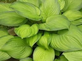 Hosta Guacamole 2 PLANTS