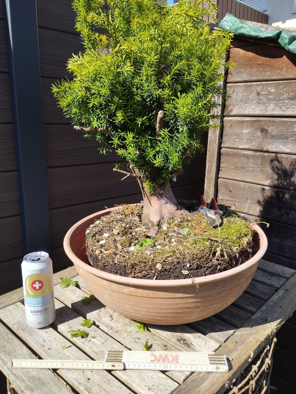 Piante & sementi: Bonsai Rohling Eibe – Usato da Oberwil BL venduto da suaku 5